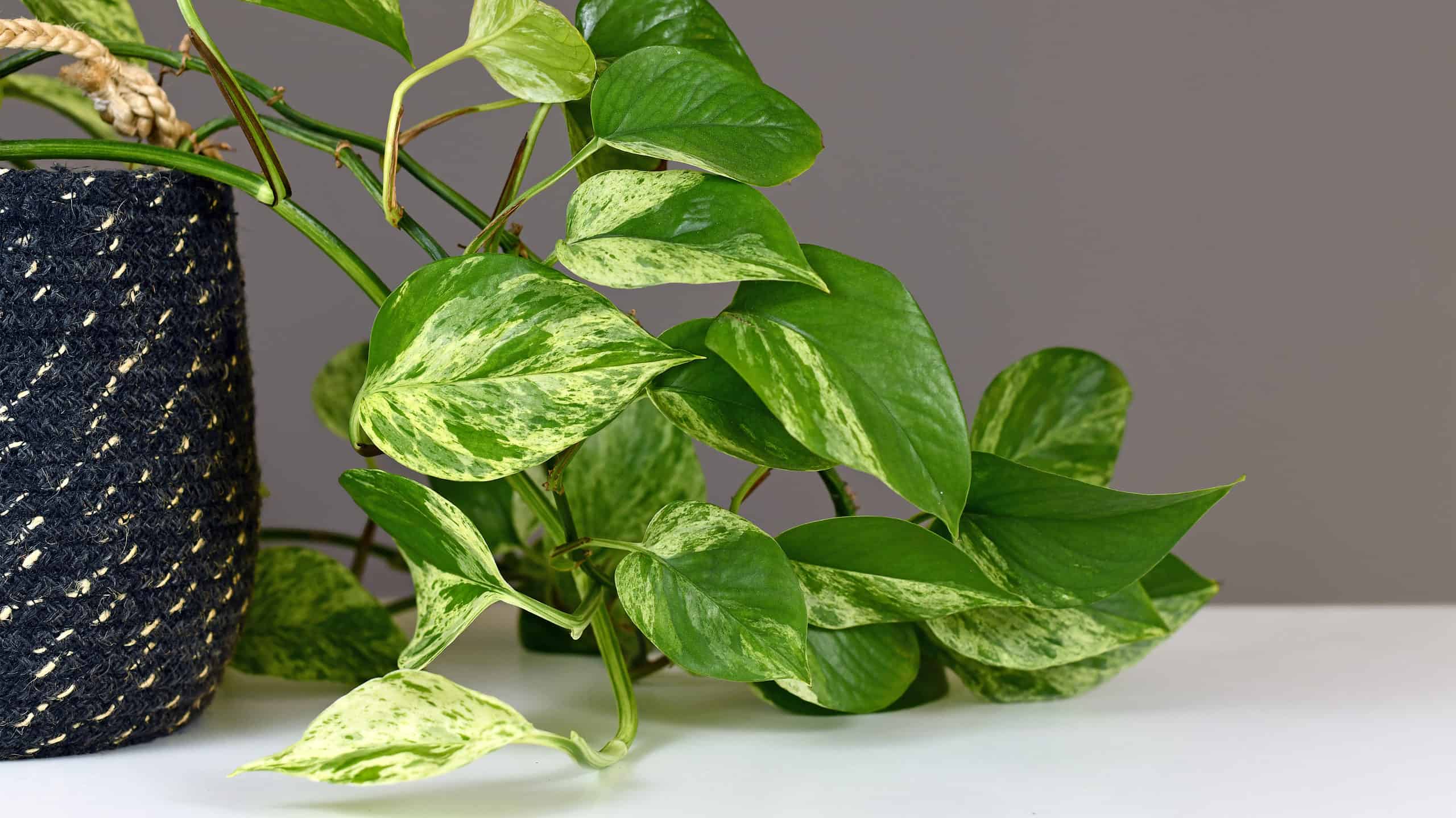 Coltivare Pothos indoor: come mantenere questa pianta felice all'interno