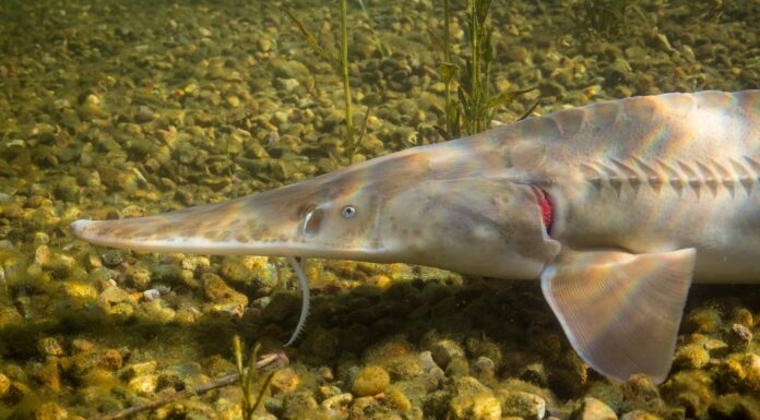 Animali meravigliosi che sono in via di estinzione e vivono nel Montana
