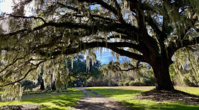 7 bellissimi alberi originari dell'Arkansas
