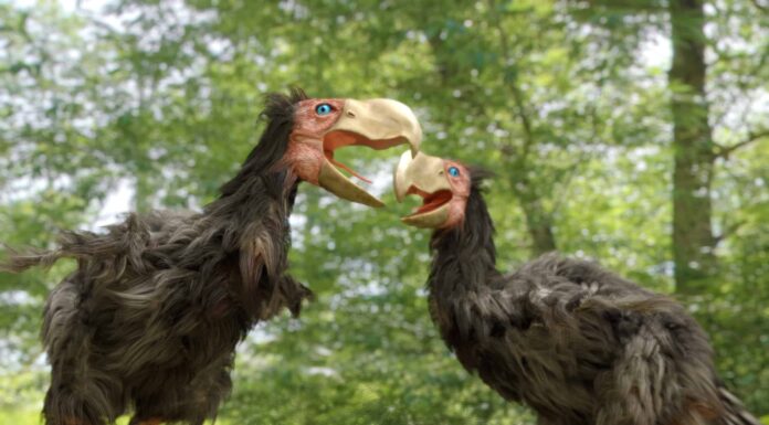 Incontra il gigantesco uccello alto come un uomo
