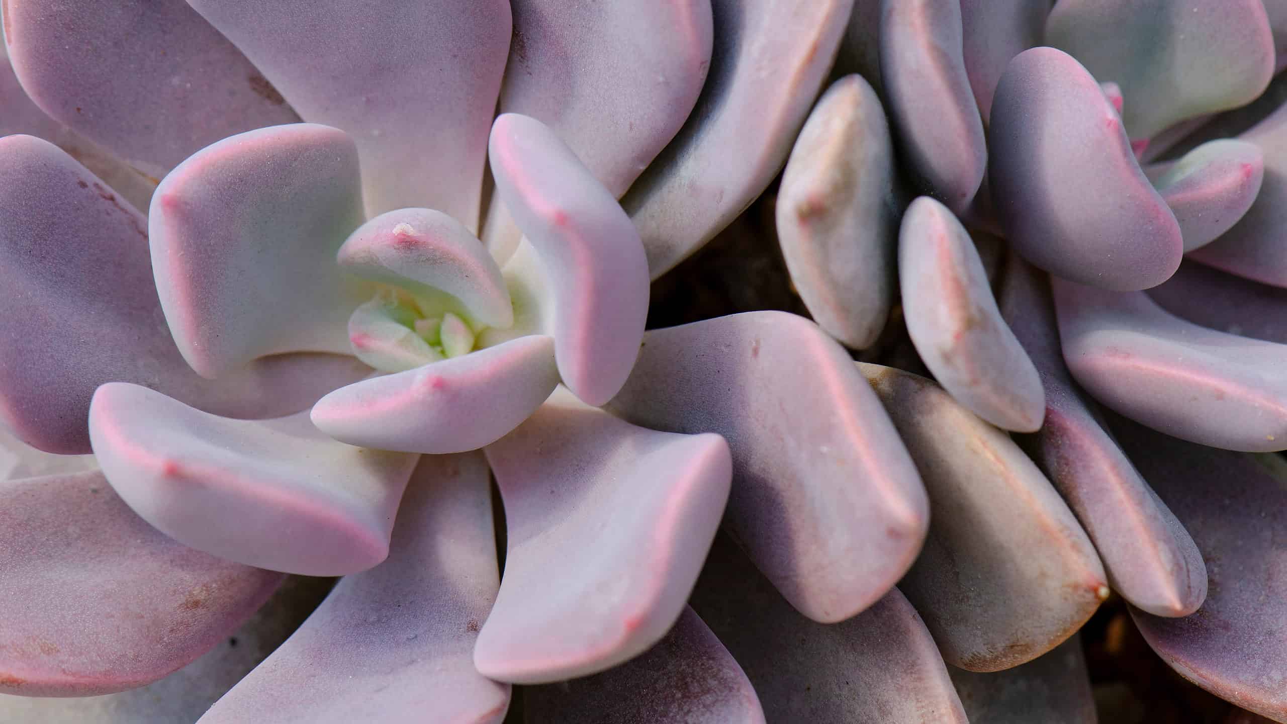 10 tipi di piante grasse viola