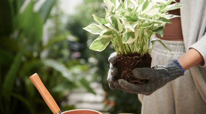 Come rinvasare una pianta d'appartamento di Pothos
