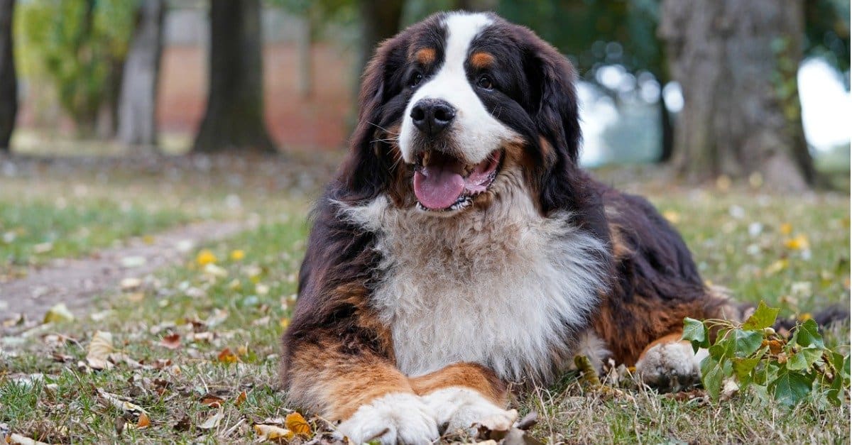 Quanti anni ha il bovaro bernese più vecchio di sempre?