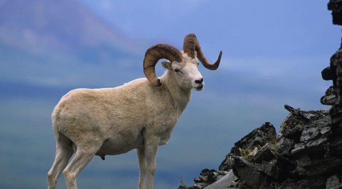 Scopri la più grande pecora di Dall mai catturata in Alaska
