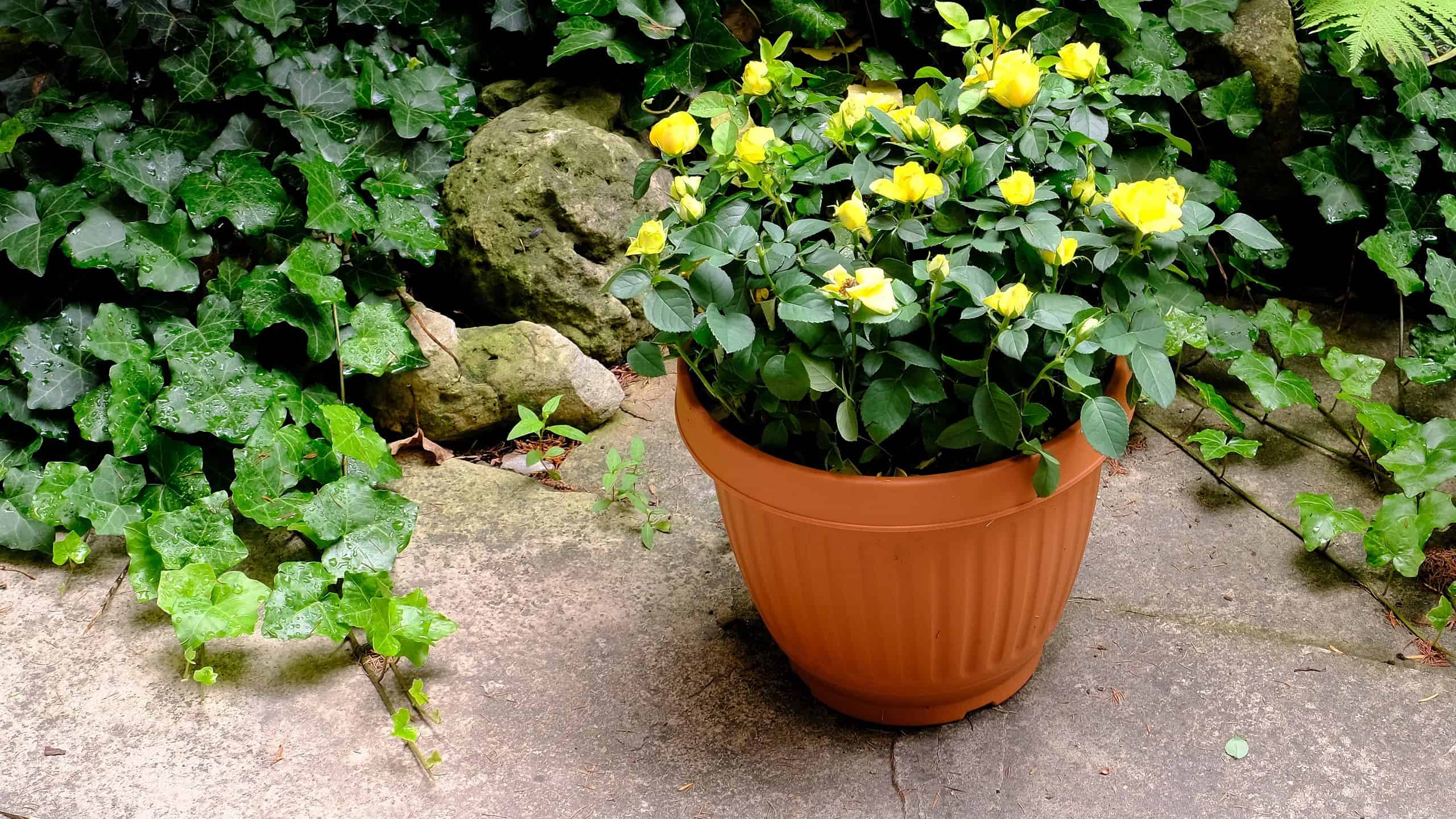 Cosa devono sapere i giardinieri della Florida questa primavera