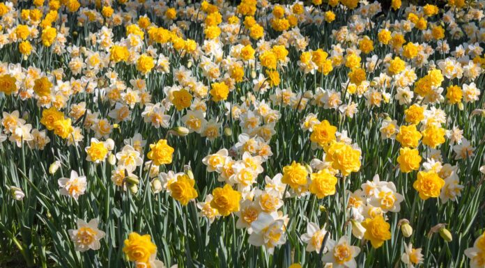 14 tipi di narcisi doppi
