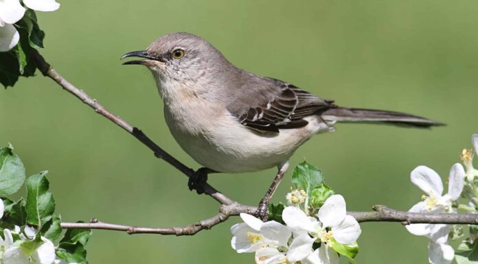 Mockingbird
