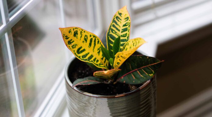 Come propagare le piante di Croton: 8 semplici passaggi
