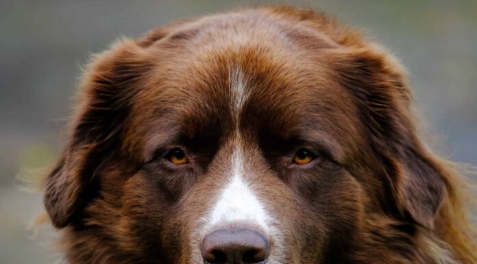 Ottimo mix dei Pirenei
