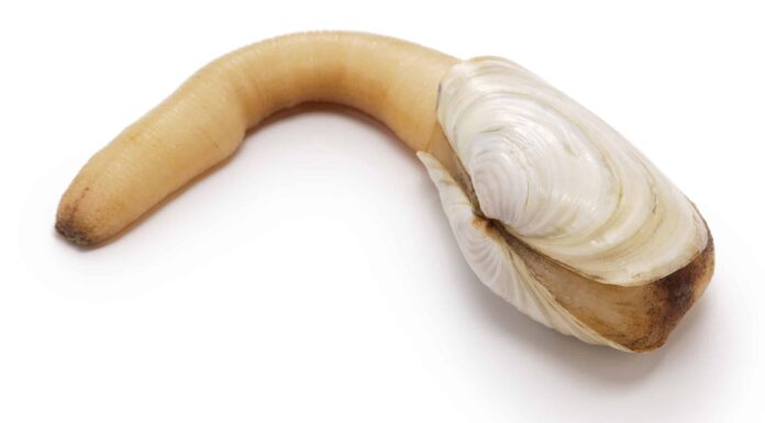 Scopri il geoduck più grande del mondo
