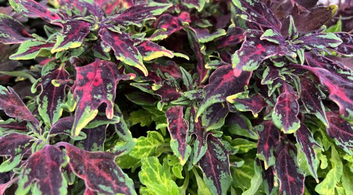 Foglie di Croton che diventano marroni e altri 10 problemi
