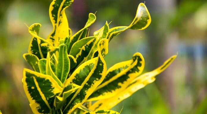 Crescere Una Pianta Di Croton Al Chiuso
