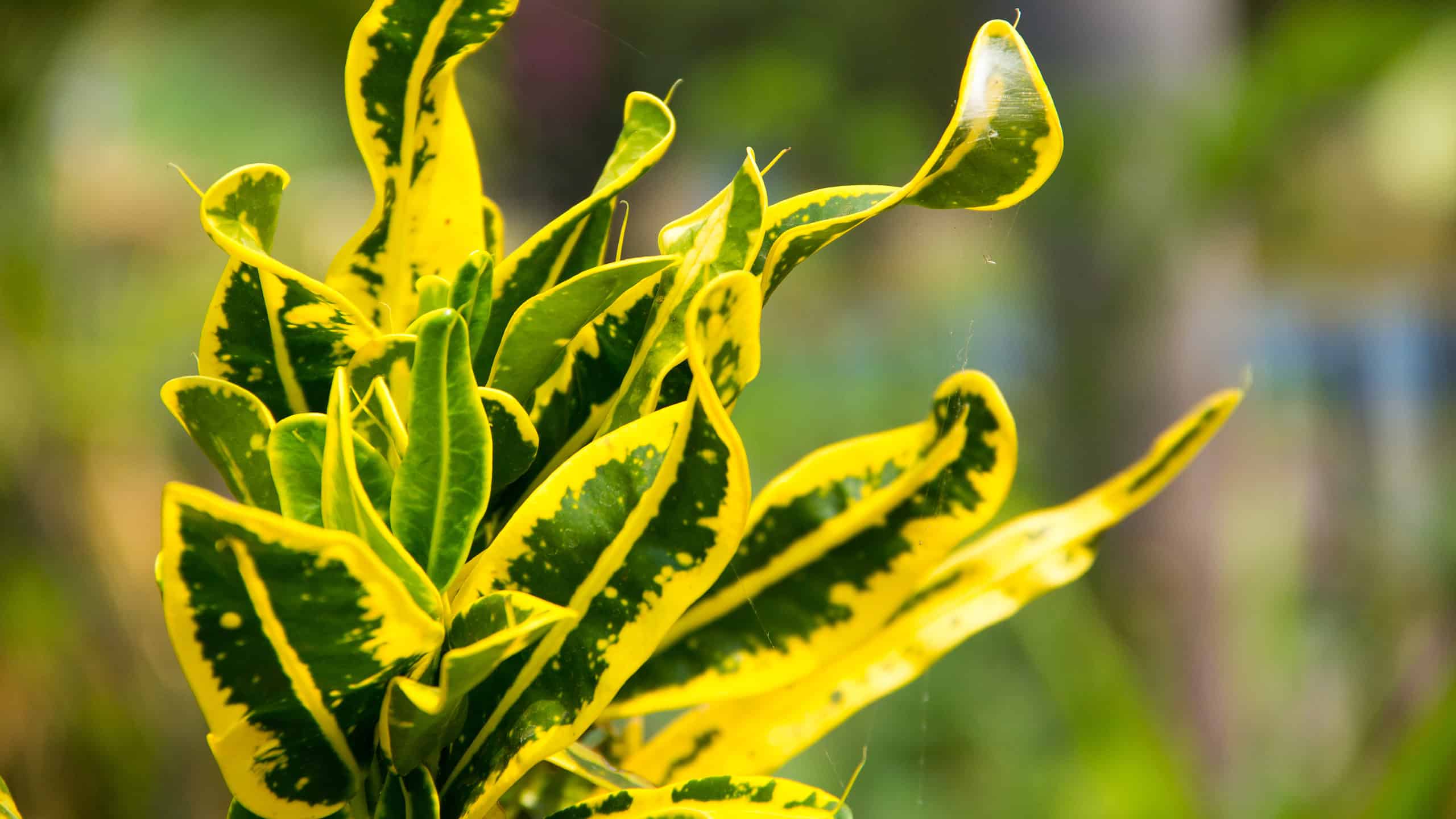 Crescere Una Pianta Di Croton Al Chiuso