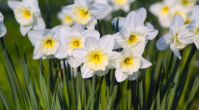 14 tipi di narcisi a coppa grande
