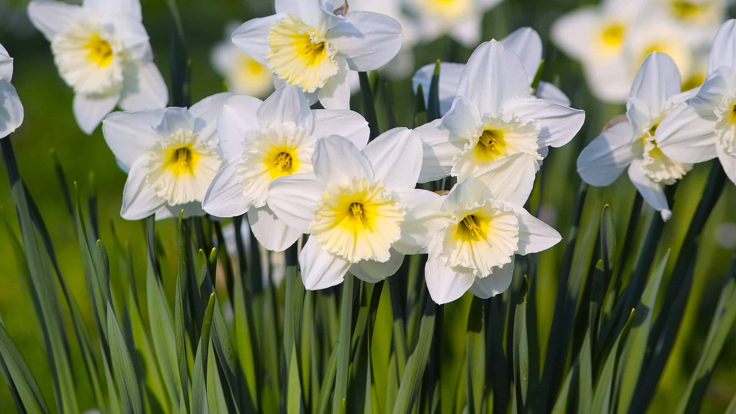 14 tipi di narcisi a coppa grande