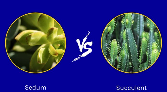 Sedum vs succulente: qual è la differenza?
