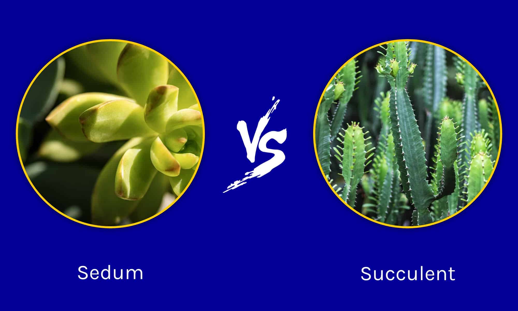 Sedum vs succulente: qual è la differenza?