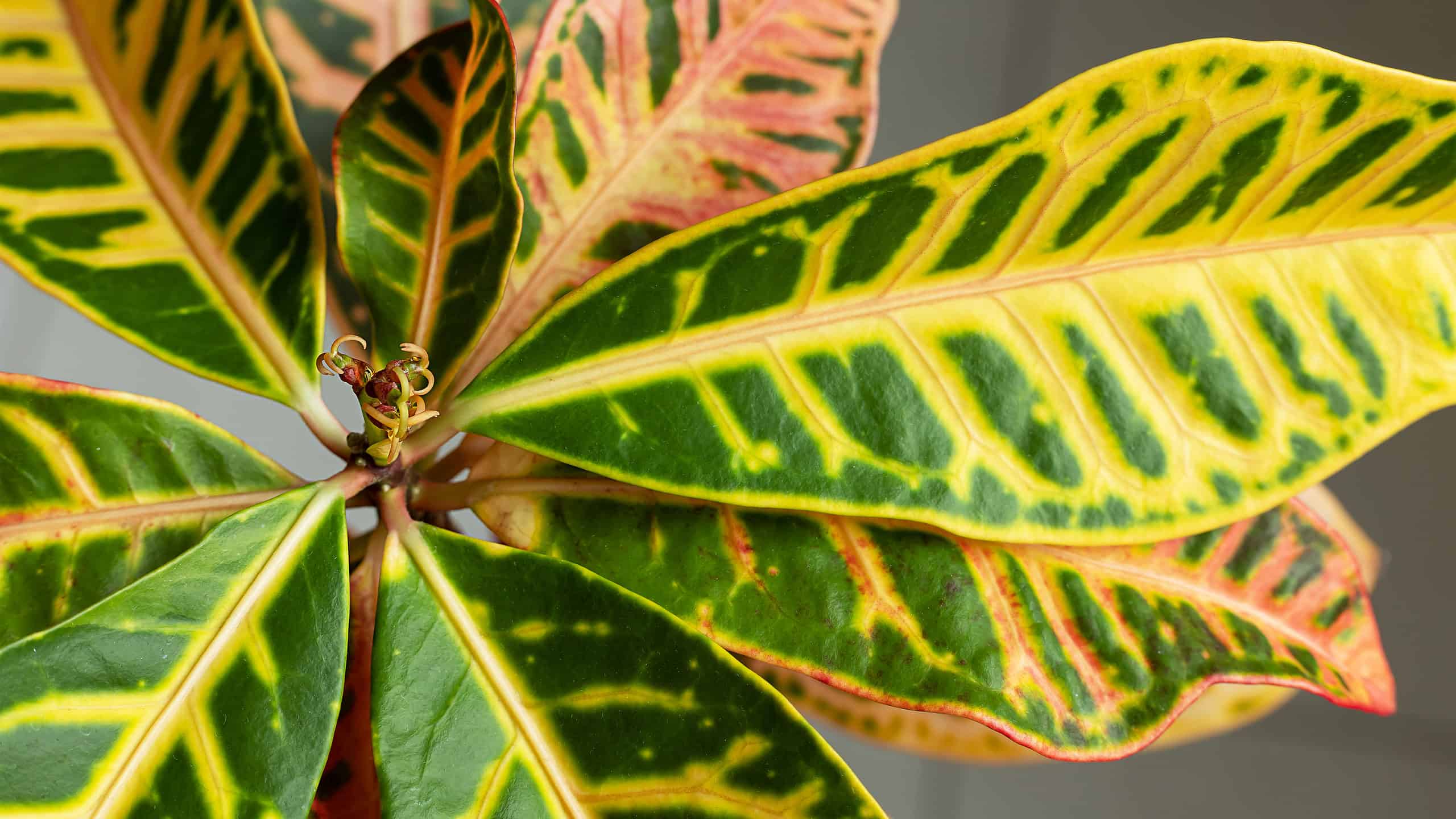 9 varietà di Croton: tipi di piante da appartamento popolari e rare