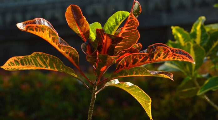 Crescere Una Pianta Di Croton All'aperto
