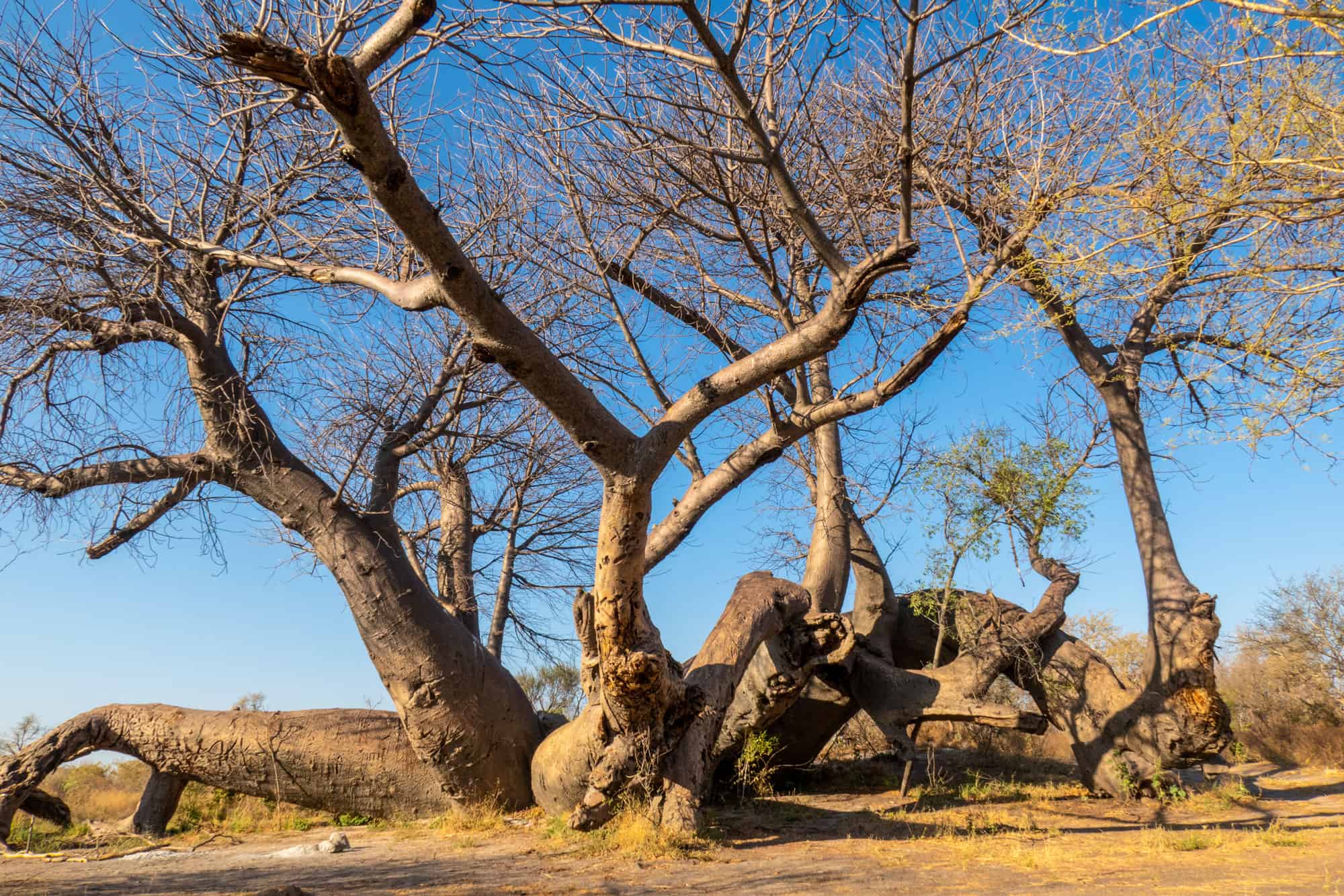8 incredibili alberi originari della Namibia