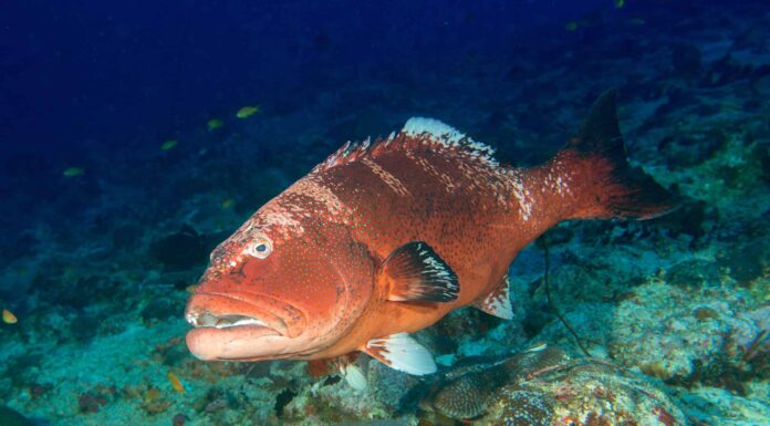 Scopri la più grande cernia rossa mai catturata in Florida
