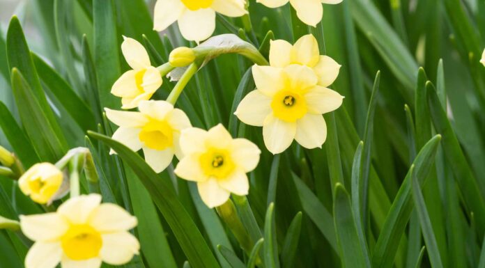 12 tipi di Narcisi Tazetta
