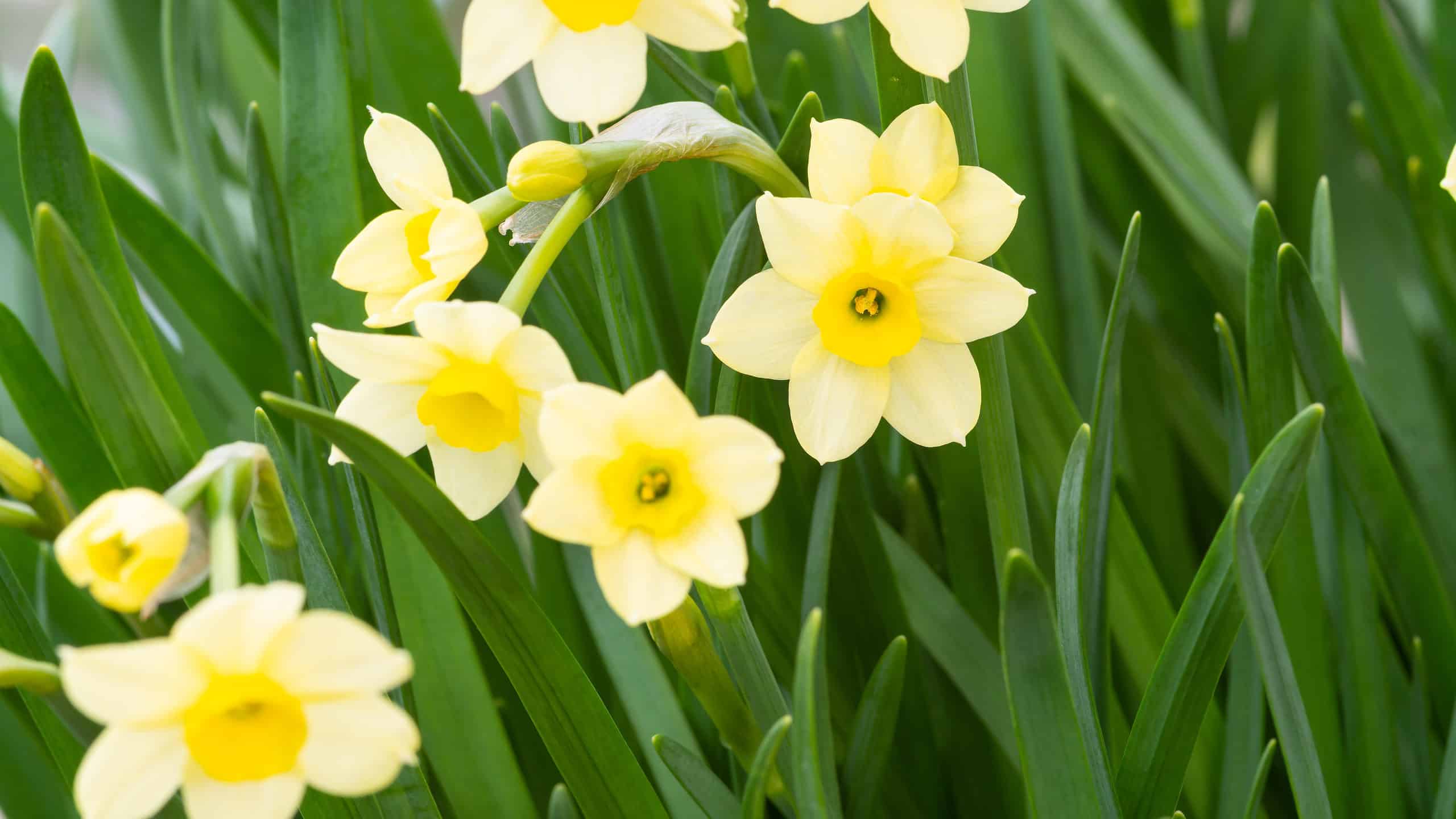 12 tipi di Narcisi Tazetta