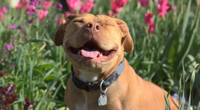 5 dei pitbull più vecchi di tutti i tempi
