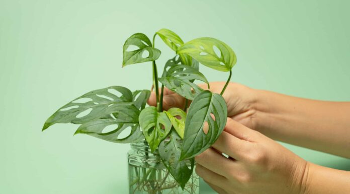 6 vantaggi della pianta d'appartamento Monstera
