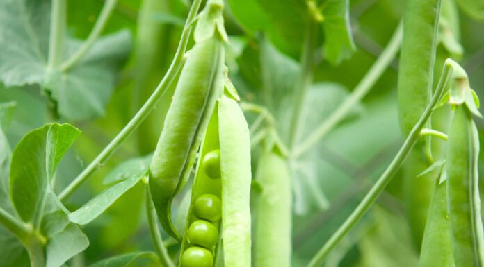 6 verdure da piantare a febbraio
