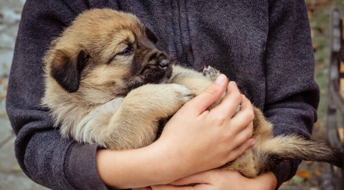 9 adorabili cuccioli a Boston da adottare per Natale
