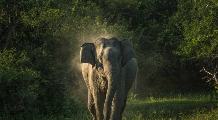 Anche il re della giungla corre quando un elefante toro carica

