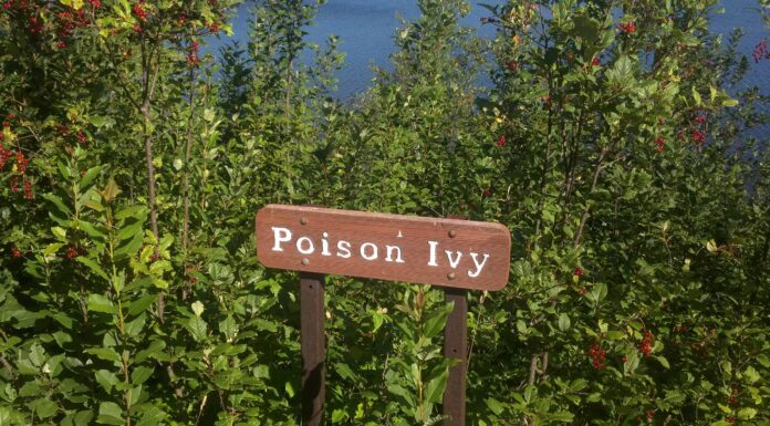 Boston Ivy contro Poison Ivy
