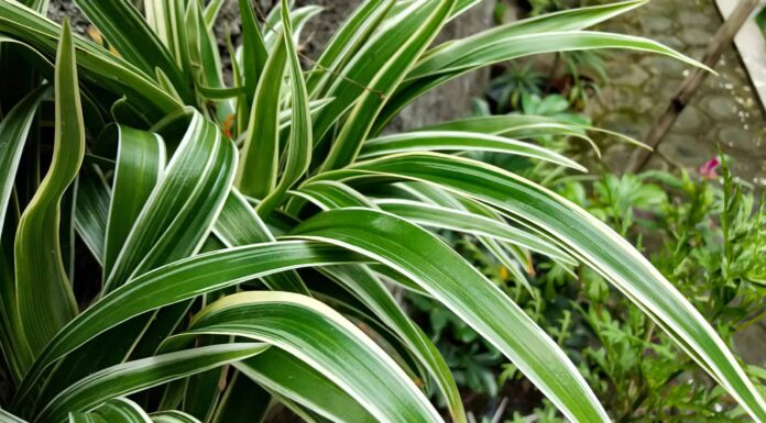 Come coltivare un'enorme pianta di ragno all'aperto
