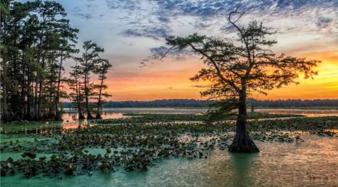 Earthquake - Seismic Meter