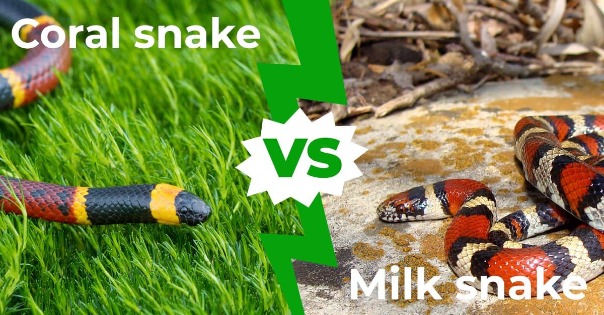 Coral Snake vs Milk Snake: 5 differenze chiave spiegate