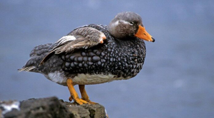 Cosa mangiano le anatre?
