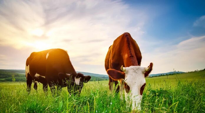 Cosa mangiano le mucche?
