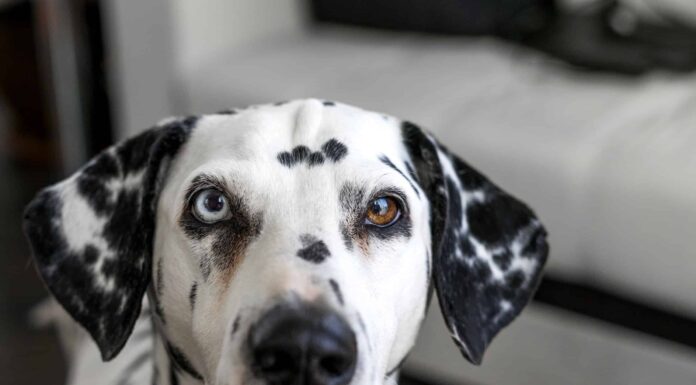 Cosa sono stati allevati per fare originariamente i dalmati?
