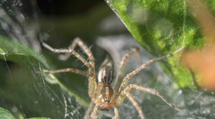  Cos'è un aracnide?  Spiegato con 6 esempi
