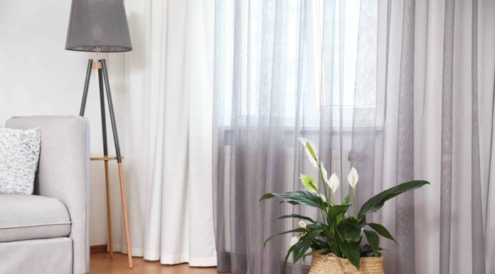 Crescere Un Giglio Della Pace Al Chiuso
