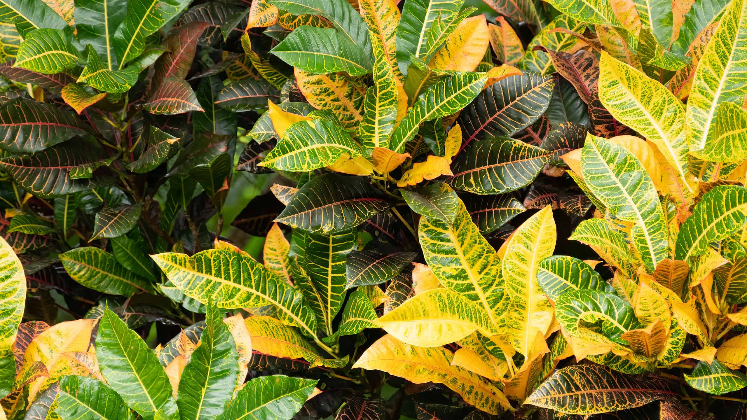 Croton Light Requisiti e altri suggerimenti