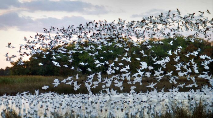 Dove vanno le oche in inverno?
