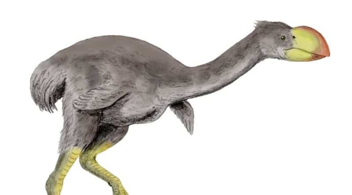 Dromornis stirtoni Locations