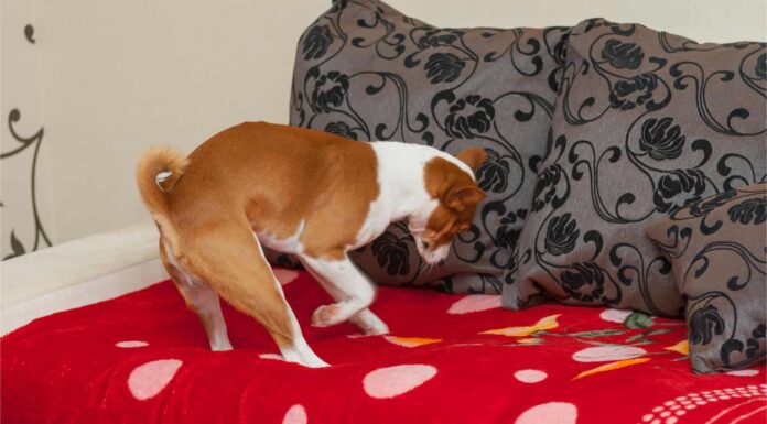 Ecco i motivi per cui il tuo cane fa pipì sul tuo letto
