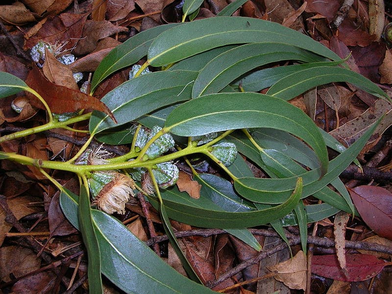 Eucalyptus globus leaves and flowers on a branch lying on a bed of dead leaves