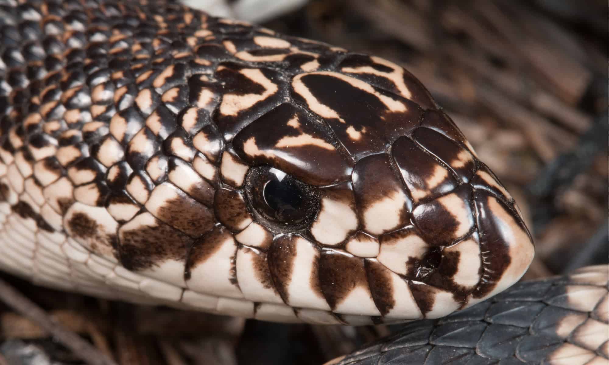 Georgia Snake Catcher si imbatte nel serpente più raro dello stato