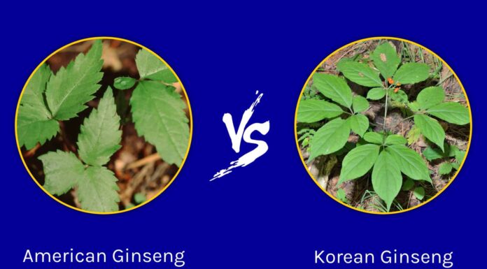 Ginseng americano contro Panax Ginseng
