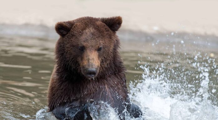 Gli orsi di Gatlinburg ci riprovano, questa volta nuotando nel centro di Gatlinburg
