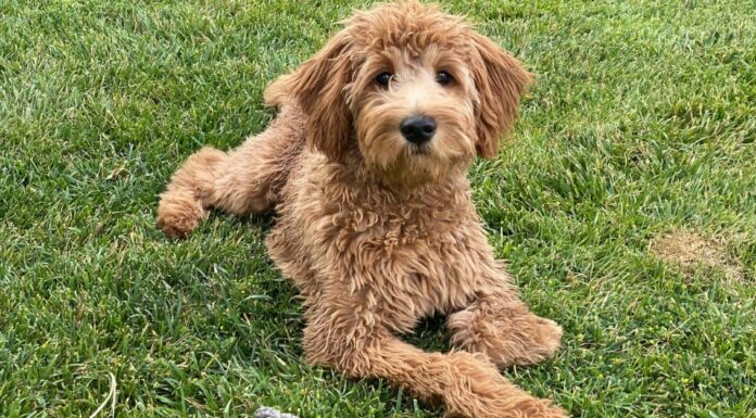 Goldendoodles capannone?
